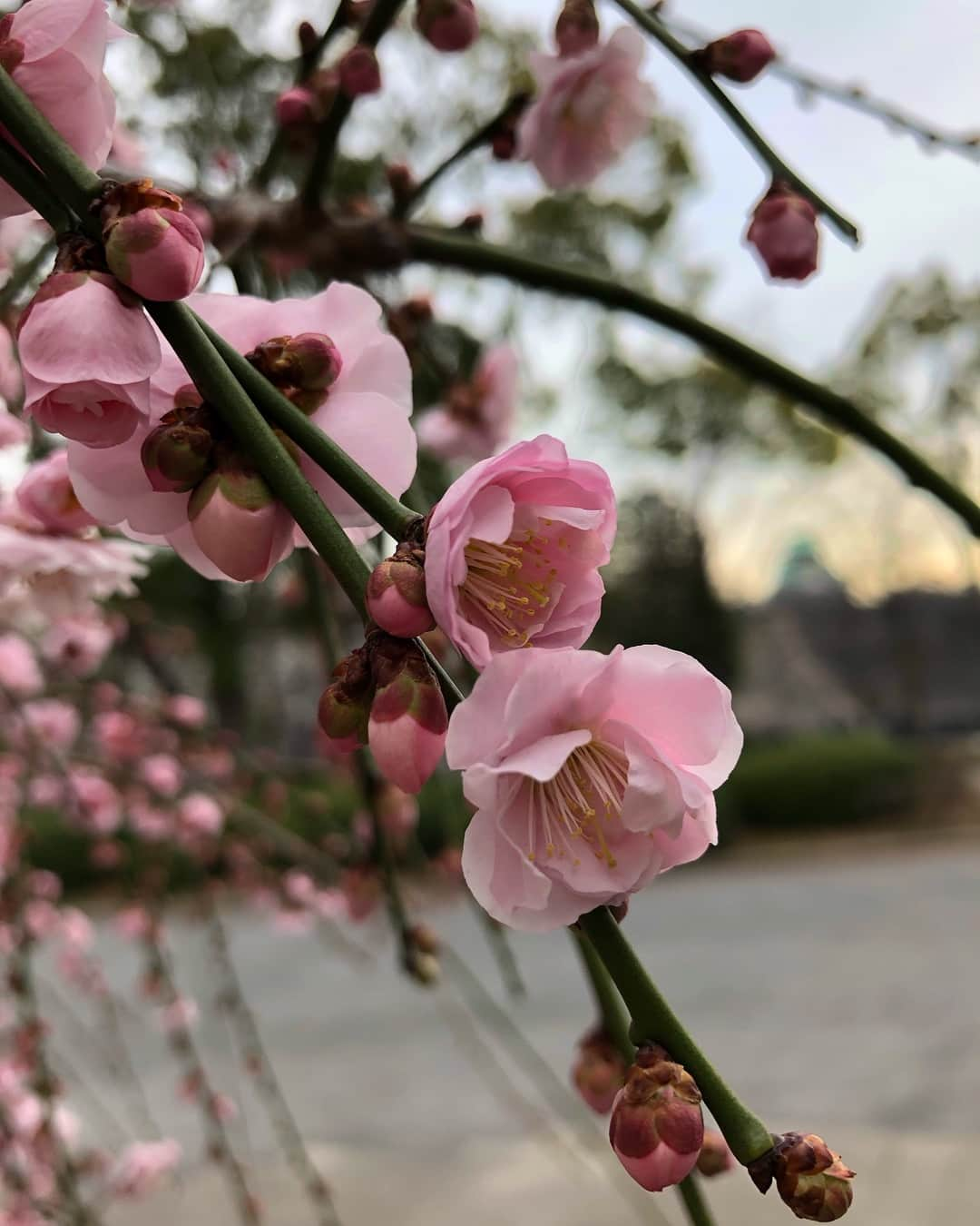 新倉瞳さんのインスタグラム写真 - (新倉瞳Instagram)「Sunset of Osaka Castle and Weeping plum ・ ・ 夕暮れと大坂城と枝垂れ梅 ・ ・ 罪と罰、大坂公演あと3日 ・ ・ #夕暮れ #大坂城 #しだれ梅」2月15日 18時15分 - hitominiikura