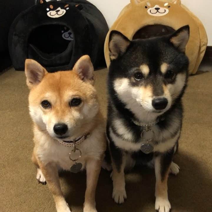 豆柴なつ&ふゆのインスタグラム