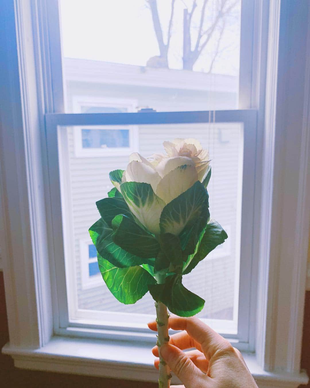 ブリジット・メンドラーのインスタグラム：「Rose/cabbage... may your Valentine’s Day be nutritious 💜」