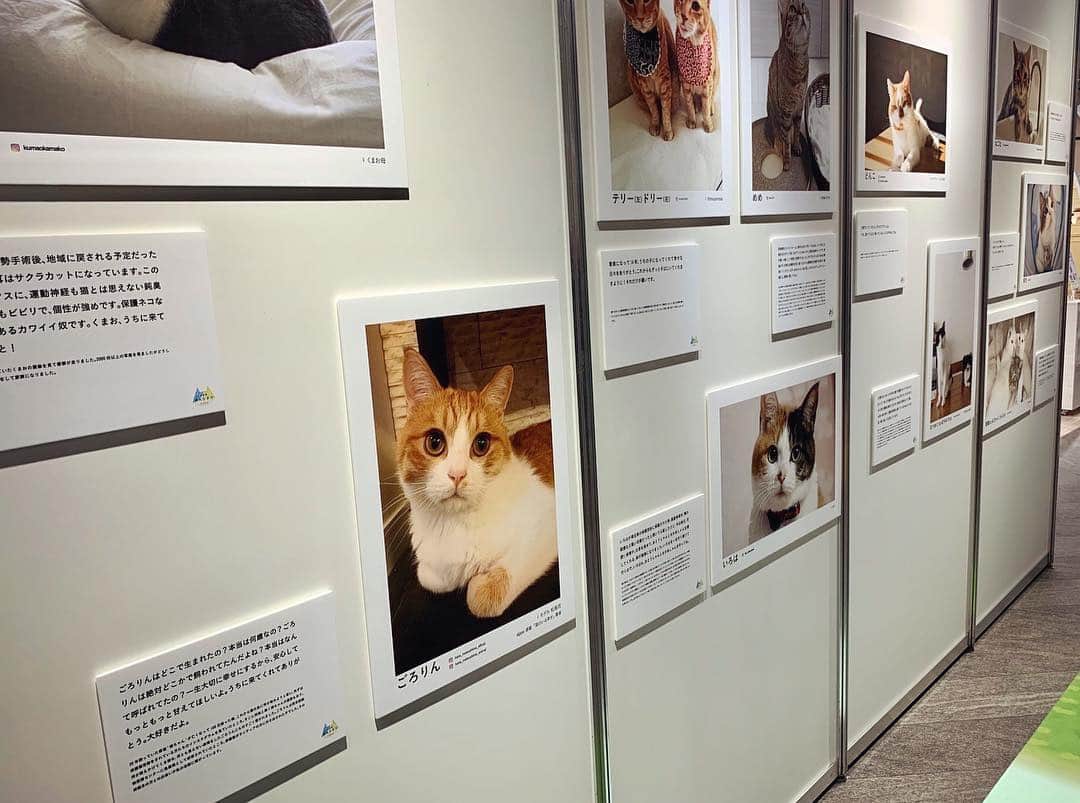 松島花さんのインスタグラム写真 - (松島花Instagram)「: sippoの写真展「みんなのネコ」に'ごろりん'も 参加しています🐈🎵 この写真展では、元保護猫で今では家族と幸せに 暮らしている猫たちが30匹展示されています📷 お時間がある方、是非みに行ってください❣️ 👇🏻詳細👇🏻 2月22日の'猫の日'を前に🐾 大阪市北区の「パナソニックセンター大阪」 (JR大阪駅徒歩4分)にて 12日から22日(10時〜20時)まで開催されています。 ＊入場無料 : #sippo #朝日新聞デジタル #写真展 #みんなのネコ  #大阪 #パナソニックセンター #入場無料 #猫のいる幸せ  #ごろりん #ゴメフェス #元保護猫 #里親 #負傷猫  #元野良猫#東京都動物愛護センター出身  #黒猫  #兄弟 #男の子 #花にゃんず#にゃんすたぐらむ  #ねこすたぐらむ #ねこら部 #ねこ部 #猫 #ねこ #ネコ #cat」2月16日 15時56分 - hana_matsushima_official