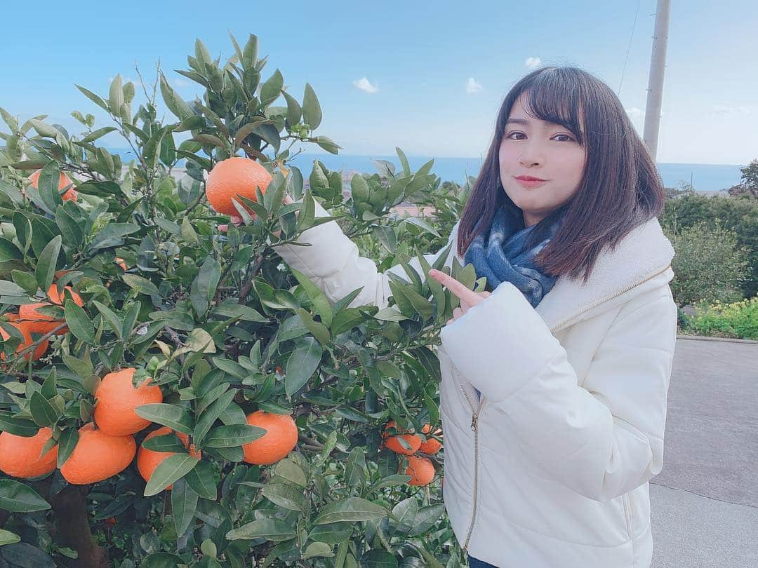 小泉遥さんのインスタグラム写真 - (小泉遥Instagram)「. 自分で採ったみかん めちゃくちゃ美味しかった🍊💓」2月16日 20時03分 - koiharu_official