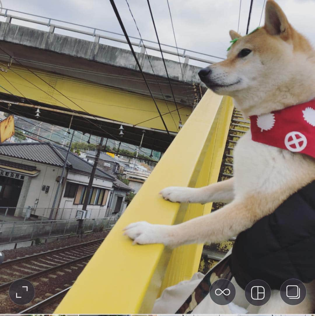 北﨑千香子のインスタグラム：「はじめての #シソくん散歩  鉄道を趣ある表情で眺めていたシソくん☺️💕 ＊ 1軒目は、徳永食堂さんの野菜たっぷりのランチ🍴 バーニャカウダなんて35種類の野菜だよ(°_°) 🍅🍆🌽🥑🥕🥒🥔🥦🍠🎃🥬（よゆーで追いつかないよ🗣w） ＊ 2軒目は、南さつま市の万世ストアー✨大迫勇也選手も帰省のときにオードブルを頼んだという、ご当地スーパー！ 取材に行くと、こんにちはトウボウです。はじめましてトウボウです。よろしくおねがいしますトウボウです。…！？の、取材時の写真🤳😂 家族経営なんだそうで、ほっこりあったかい空間でした❤️ ＊ #鹿児島グルメ #鹿児島ランチ #シソくん散歩 #シソくん #くらしマップ #徳永食堂 #初トピナンブールでした #万世ストア #マーちゃん鳥刺し #楽天で買えるようです #ぷらナビ #鹿児島放送 #KKB」