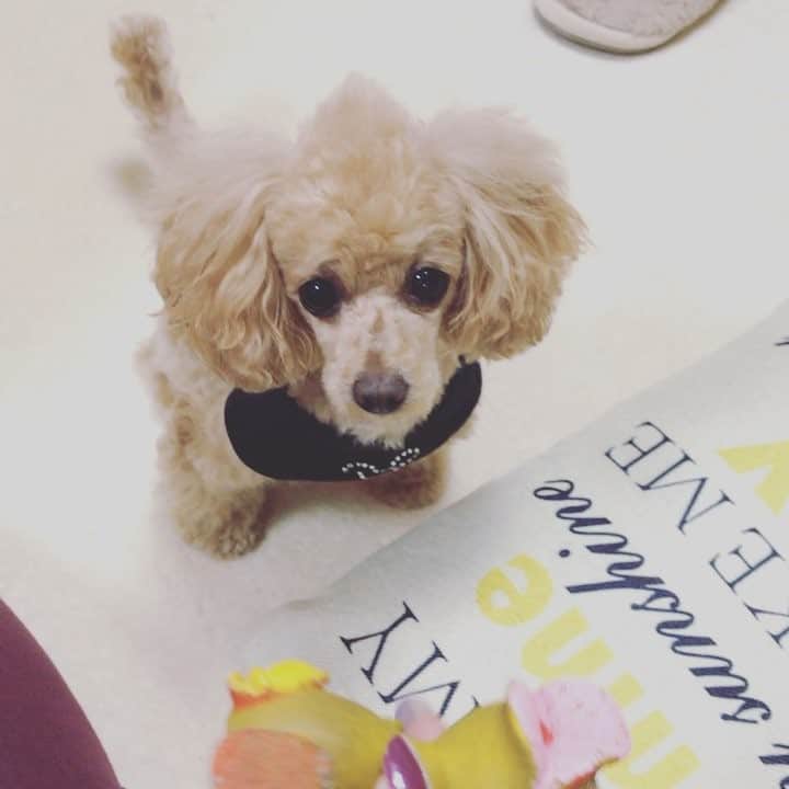 のインスタグラム：「柊音のブーム。  1日に何回もやる（笑）  Happyで^ ^  #井上貴子  #LLPWX #女子プロレスラー #トイプードル #紅緒ちゃん柊音ちゃん #ブーム」