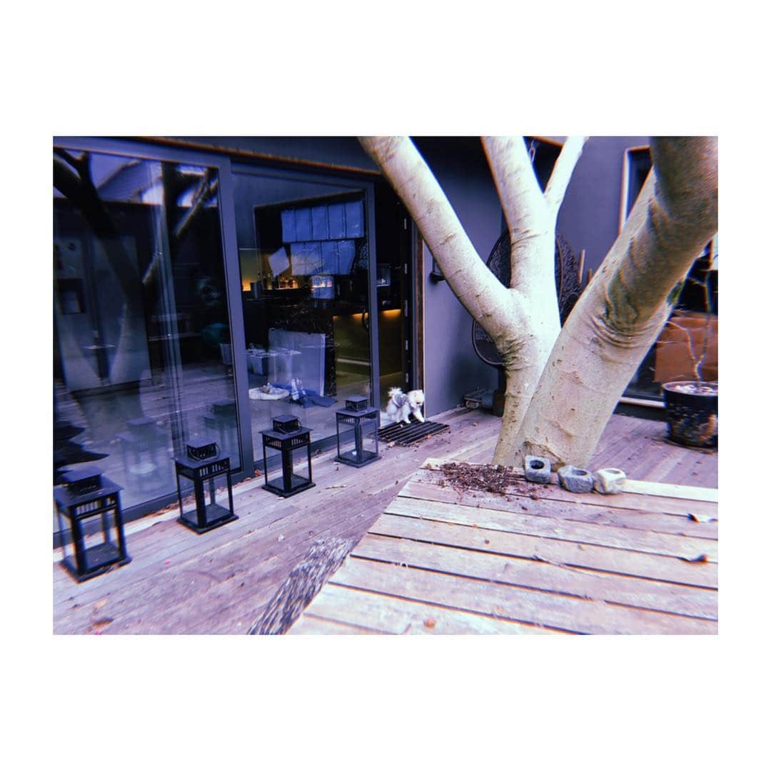 佐藤佳菜子さんのインスタグラム写真 - (佐藤佳菜子Instagram)「お庭を見に行こうかの  #トコトコ」2月16日 23時06分 - kanakosato1019