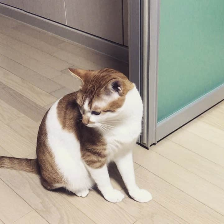 下村啓太のインスタグラム：「返事するようになった🌝 #ゲンスタグラム #猫 #ネコ #ねこ #cat #愛猫 #あくび」