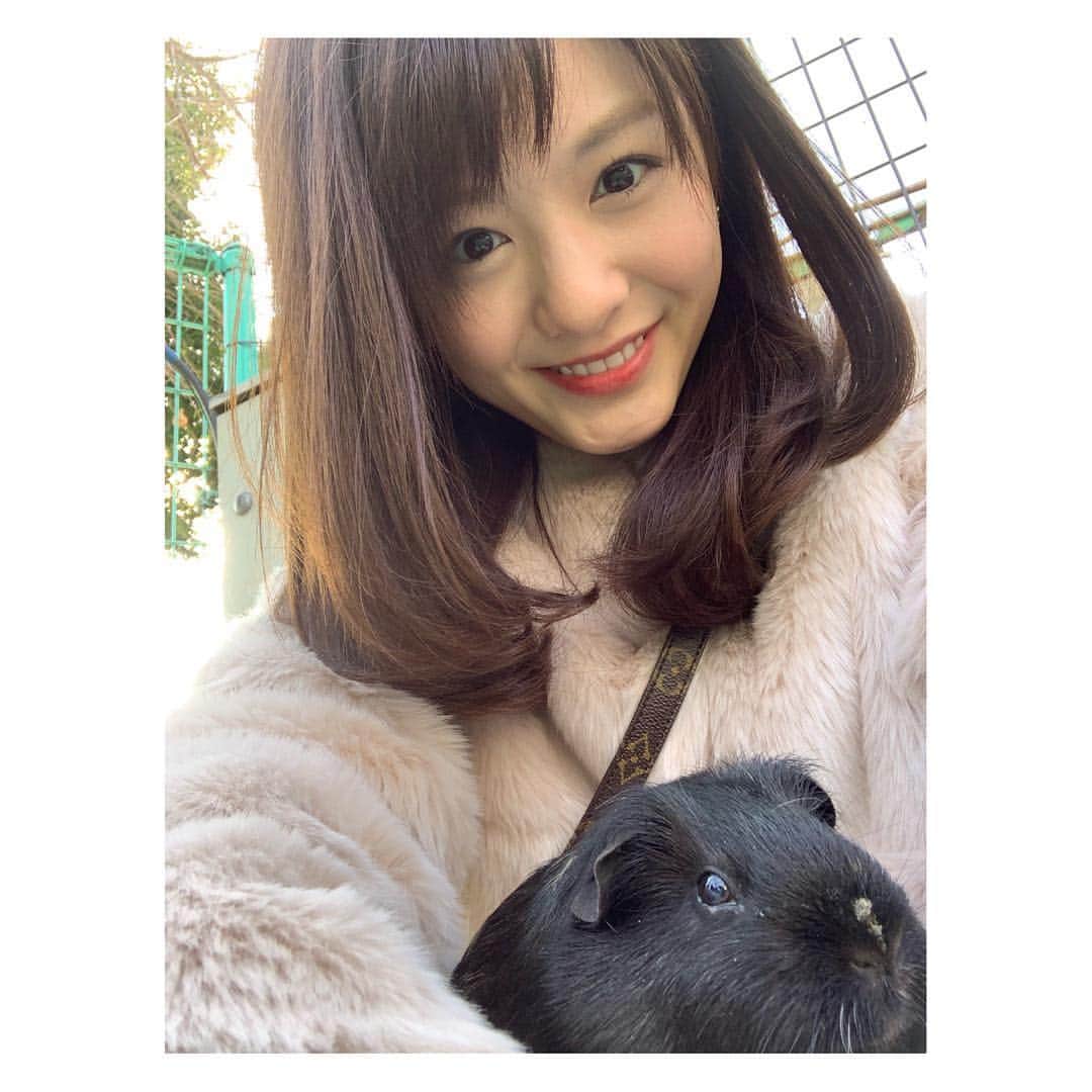 のインスタグラム：「・ もふもっと…ではなく モルモットにもふもふ🐹💓笑 ・ 動物は本当に可愛くて 究極の癒し💕 ・ ・ ・ #モルモット #もふもふ #もふもっと #動物 #動物セラピー #癒し効果 #小菅晴香 #フリーアナウンサー #セントフォース」