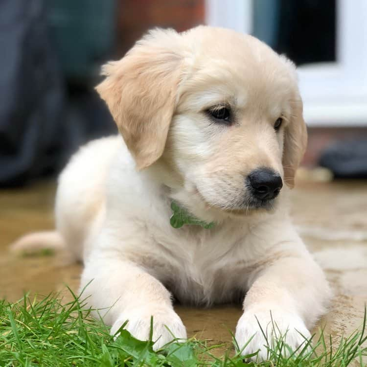 Bombastic Bengalsのインスタグラム：「Spending time in the garden 😍 . . . . . . . #ilovegolden_retrievers #petstagram #goldenretriever #goldenretrievers #dogsofinstagram #dogstagram #retrieversofinstagram」