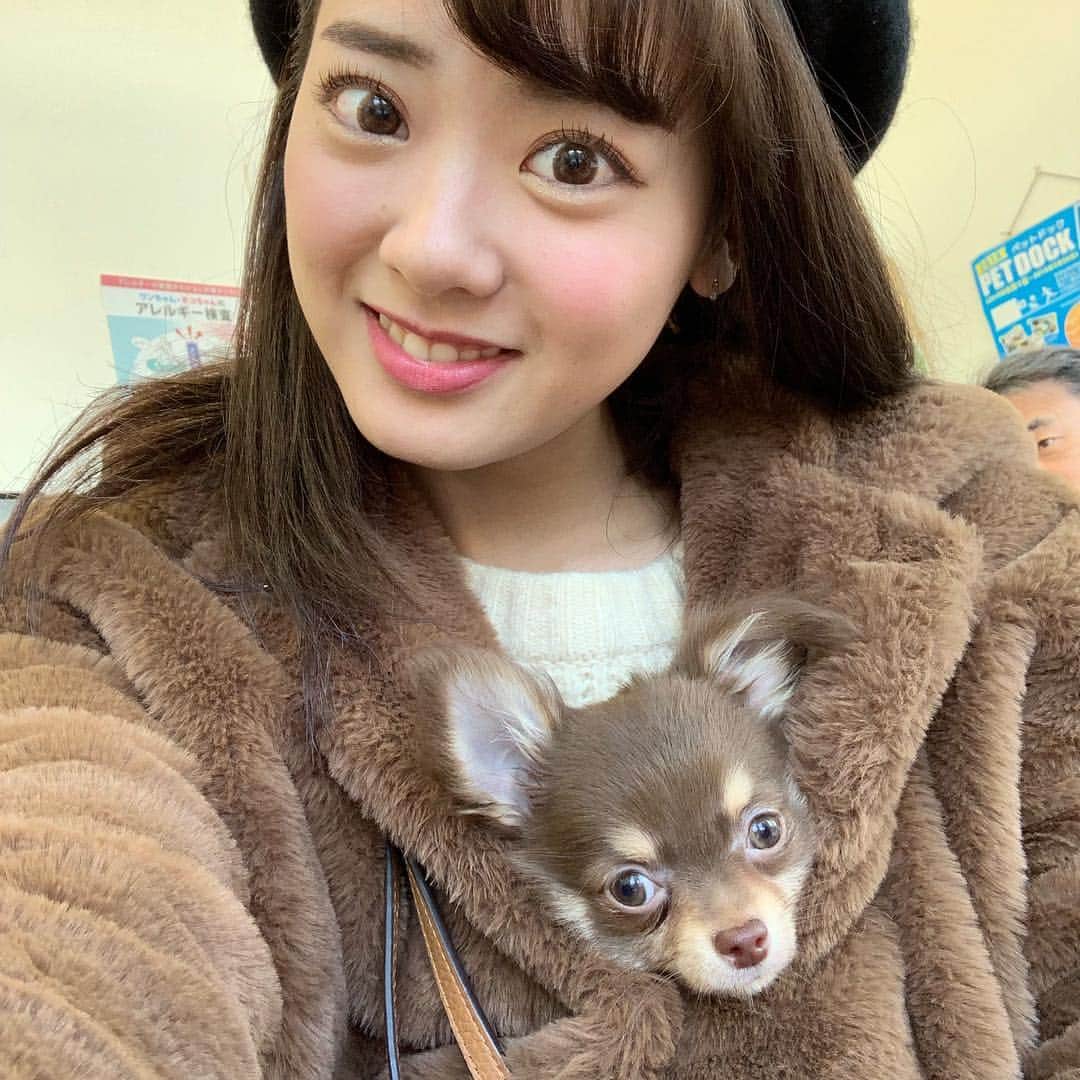 のインスタグラム：「・ ・ ・ ショコラの病院へ🏥 風邪ひいちゃったって〜🐶⤵︎ でも元気モリモリだよ🐶💗 早く咳が止まるといいね😌 ・ ・ ・ #ショコラ #本当に風邪？ってくらい #ぴょんぴょん飛び跳ねて #噛んでくる #興奮しなさんな #すごい楽しそうだけども #子供は寝なさい #笑笑 #ショコラの成長日記🐶」