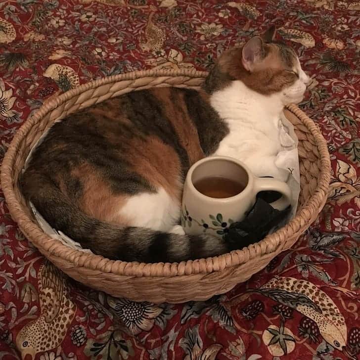 PETomorrowのインスタグラム：「疲れたときはお茶に限りますね。  #スイーツかと思いきや猫だった　#猫スイーツ　#猫　#おやつ　#猫好きさんとつながりたい #Cats #catstagram #petomorrow」