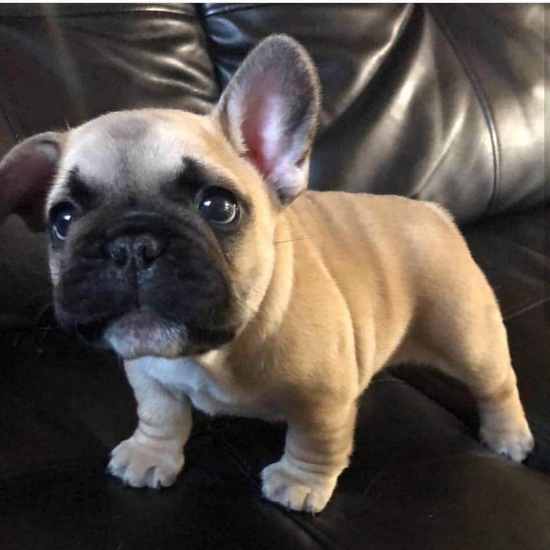 リンキーのインスタグラム：「Speak into my non-floppilicous ear please 😜 ———TAG DOG LOVERS——- #frenchie #frenchies #frenchiesofinstagram #instafrenchie #dog #dogs #instadogs #dogsofinstagram #dogstagram #dogs_of_instagram #lovedogs #pup #instapup @winston_withthebowtie」