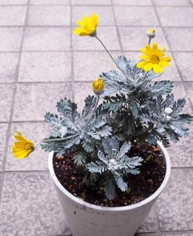 のインスタグラム：「年末に、お花屋さんの店先で売れ残っていたマーガレット 。 可哀想なので買って帰ったのですが、ポットの中で根っこが伸び放題でぎゅうぎゅう状態。根っこをほぐして、伸びすぎた所をカットして植え替えたら、元気に育ってくれました。新しい蕾が、次々咲いています、よかった〜😊✌️💕 ＊ #花 #花好きな人と繋がりたい #ガーデニング #マーガレット」