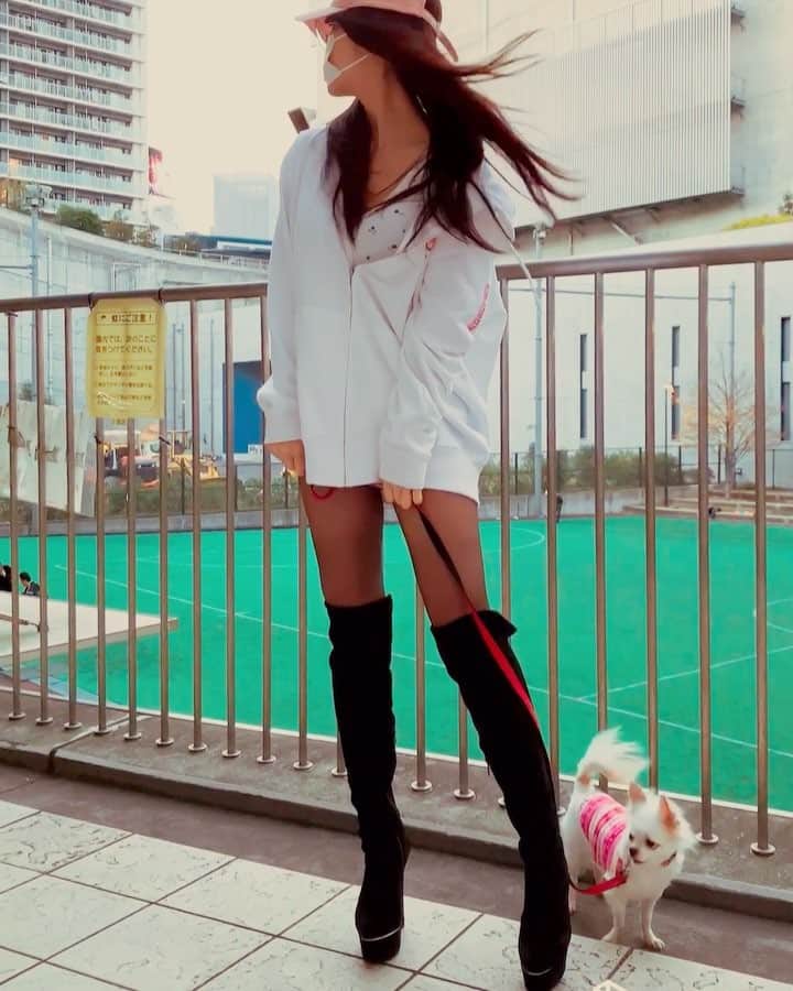 渋谷ゆりのインスタグラム：「ただいま！I’m back to hometown :) 🇯🇵 我回來了 #Tokyo #Japan #東京 #日本 #puppy #dog #东京 #犬 #チワワ #🇯🇵」