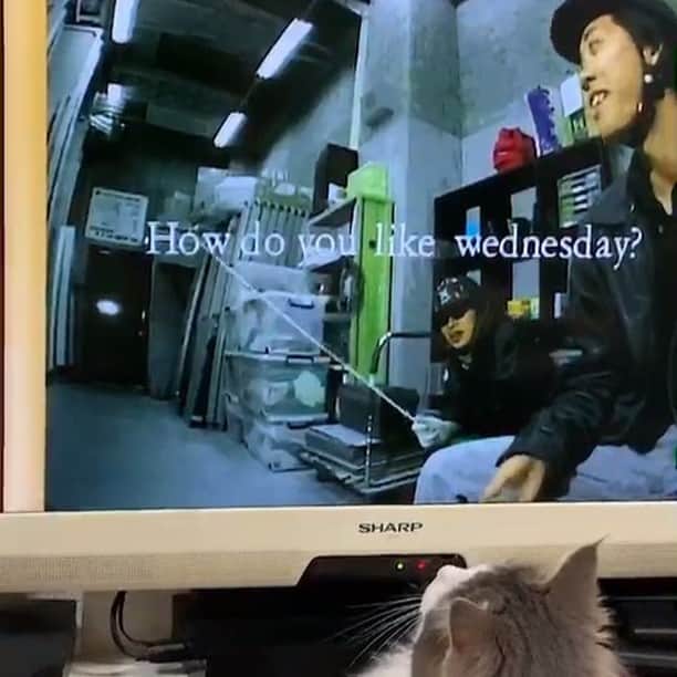 三好春奈のインスタグラム：「銀次、それはテレビや。 #猫 #cat #ginji #テレビ #水曜どうでしょう #衝撃の映像」