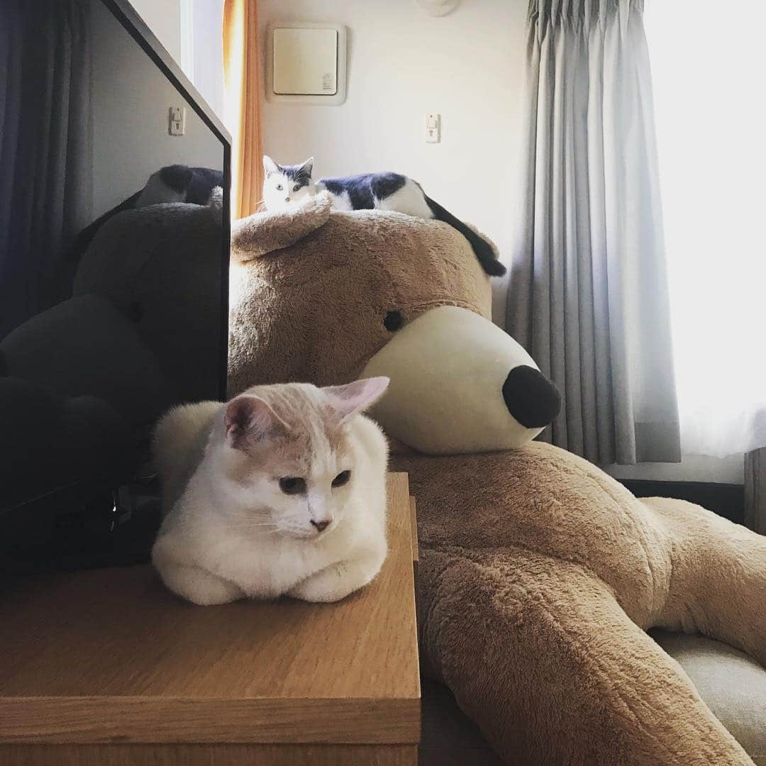 サンシャイン池崎さんのインスタグラム写真 - (サンシャイン池崎Instagram)「朝ねこ。  #猫 #猫の森 #風神雷神 #手の収納の仕方最高 #どんどんでかくなってる #餅みたい #餅猫」1月26日 6時36分 - ikezaki_yeah