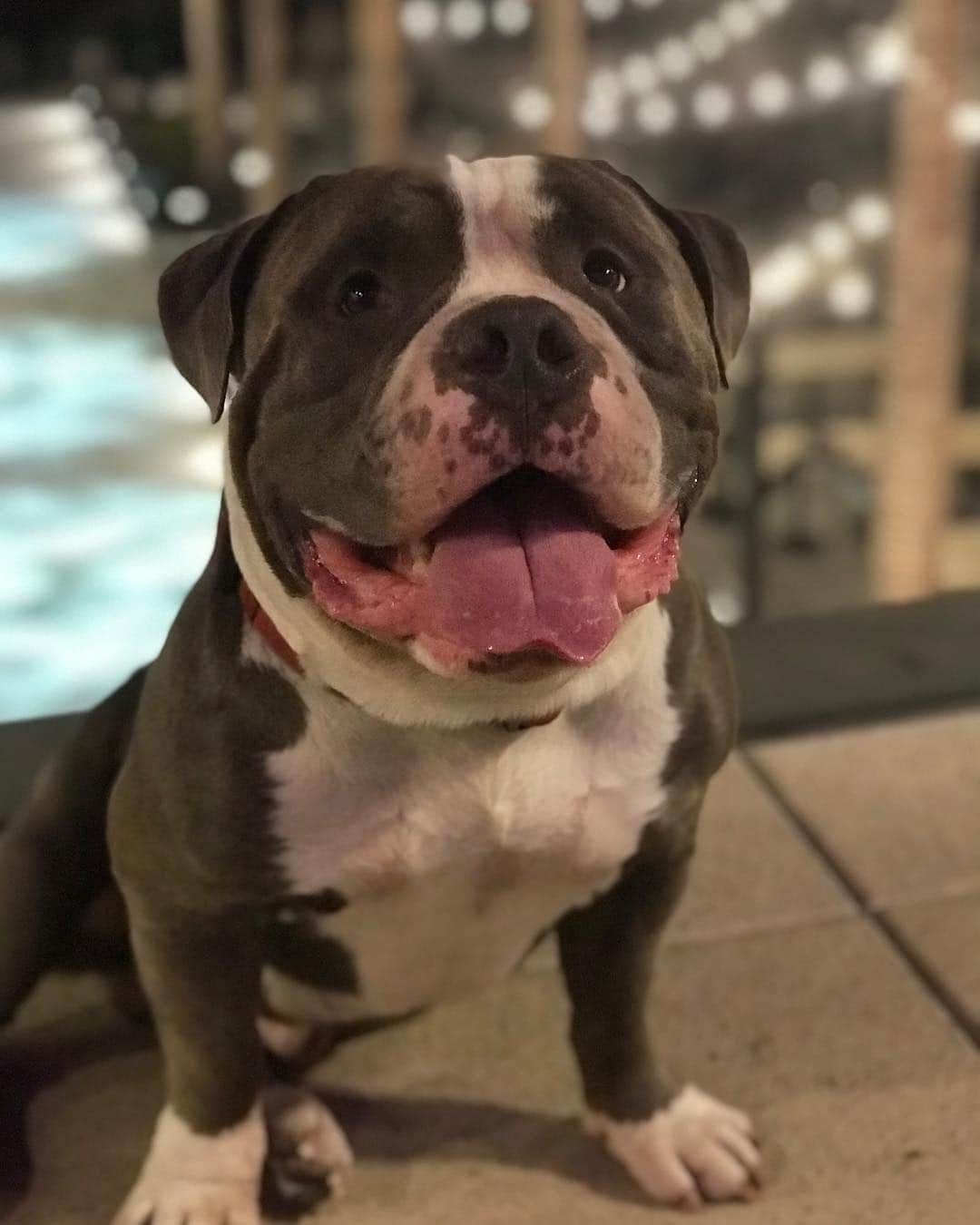 STYLISH ANIMALSのインスタグラム：「Got my smile on Ready for the weekend😊」