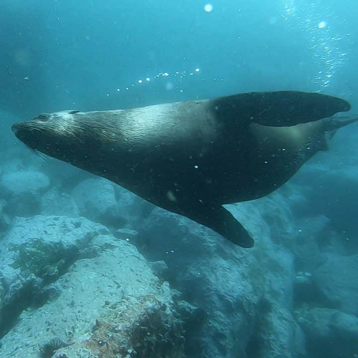 ケイティ・パスフィールドのインスタグラム：「Two seals in their natural habitat - wait for it... @jinx.moore 😂」