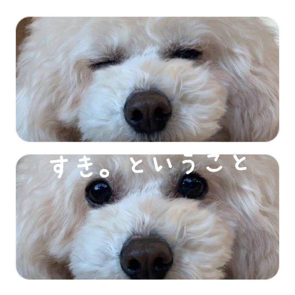 板野友美さんのインスタグラム写真 - (板野友美Instagram)「『すき。ということ』 愛犬盤ジャケ写。ということ ちーくちゃん。ということ🥺💓 #すきということ #すきまる #ちーくまる #発売予定なし」1月26日 15時46分 - tomo.i_0703