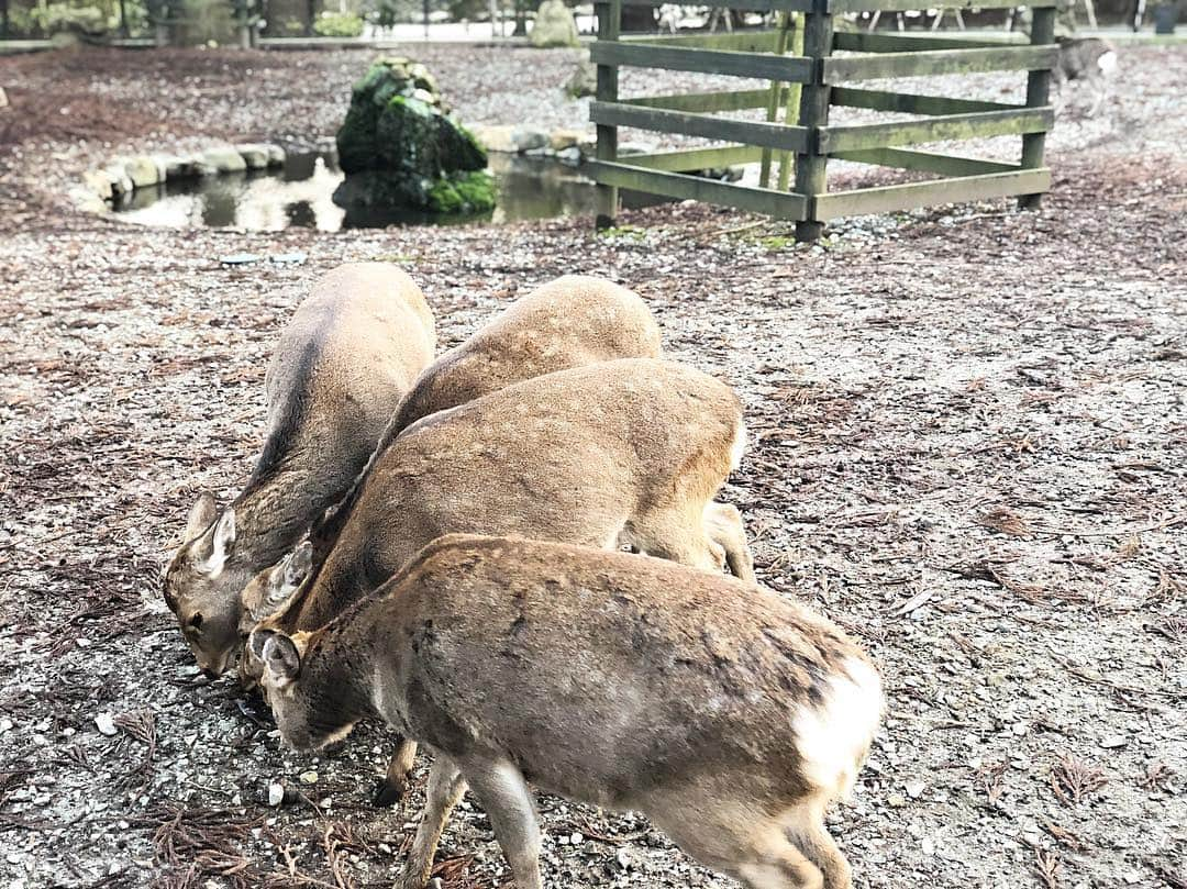 森本あやかさんのインスタグラム写真 - (森本あやかInstagram)「初新潟旅行♨︎やっぱり冬は温泉♨︎﻿ ﻿ おひめと一緒にPeachAirで﻿ 関空から新潟まで温泉旅行に行ってきたで(´∀｀*)﻿ ﻿ 飛行機なら、新潟まで格安で約１時間やし﻿ 子連れでも全然楽チン🥰﻿ ﻿ 空港に到着して１日目は﻿ 弥彦・岩室温泉ライナー（新潟ウエストコーストライナー）で弥彦エリアへ。﻿ ﻿ ライナーを使えば空港から約１時間の﻿ 弥彦エリアまで2000円で行けちゃうねんっ😳👏﻿ ﻿ 弥彦神社⛩に行く時にも便利やから﻿ 弥彦・岩室温泉ライナーで﻿ みんなチェックしてみて✨﻿ ＊事前予約必須﻿ ( 片道運行やから帰りは交通機関を使ってね )﻿ ﻿ -------------------------------------﻿ ﻿ 弥彦エリアでは、ゆっくりとした時間が流れてて﻿ 天照大神の曾孫にあたる﻿ 「おやひこさま」が祀られている弥彦神社へ⛩﻿ ﻿ 色々神社へ行ったけど﻿ 今までと何か違う心地良い空気。﻿ ﻿ 参拝した後は﻿ 鹿さん🦌や、鶏さん🐔がいたから﻿ おひめが大喜びでした🥰﻿ ﻿ 弥彦神社の目の前には﻿ 「ひらしお」というお店があって﻿ 一階はお土産屋さん、二階のカフェでは﻿ 抹茶のデザートが楽しめるで✨﻿ ﻿ ﻿ 弥彦エリアを散歩した後は﻿ 弥彦神社のすぐ近くにあるお宿﻿ 「美味満開 名代家（なだいや）」へ。﻿ ﻿ 弥彦神社⛩まで5分もかからず﻿ アクセスも便利やからほんまにオススメ❣️﻿ ﻿ やっぱり温泉は温まる〜♨︎✨﻿ ﻿ #新潟空港 #PR #新潟旅行 #PeachAir #新潟 #観光 #旅行 #弥彦 #岩室 #岩室温泉 #弥彦神社 #niigata #弥彦岩室温泉ライナー #あやまろ旅」1月26日 23時46分 - ayachi0120