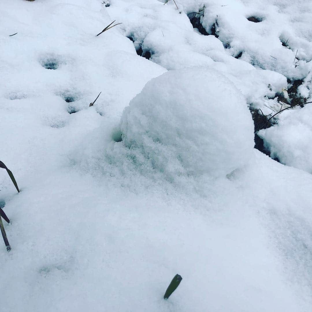 土肥ポン太さんのインスタグラム写真 - (土肥ポン太Instagram)「えら雪やがな。 #能勢町 #土肥ポン太 #大阪のてっぺん」1月27日 12時38分 - dohi_ponta