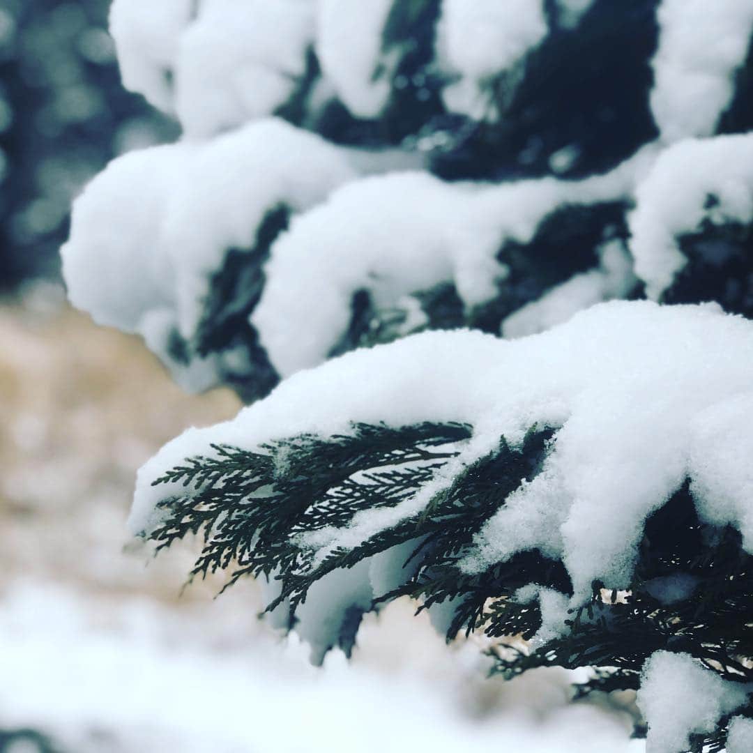 土肥ポン太さんのインスタグラム写真 - (土肥ポン太Instagram)「えら雪やがな。 #能勢町 #土肥ポン太 #大阪のてっぺん」1月27日 12時38分 - dohi_ponta