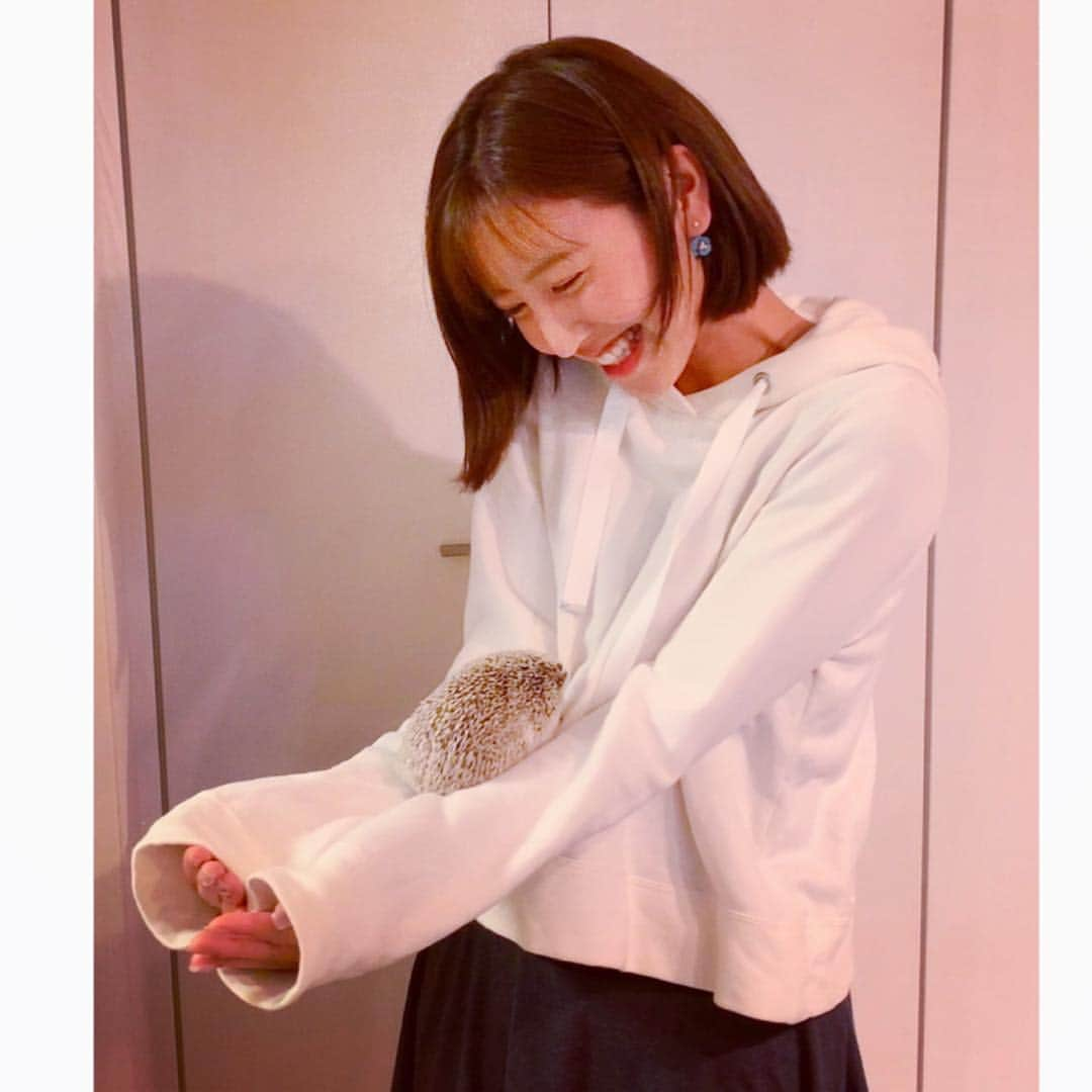 小澤陽子さんのインスタグラム写真 - (小澤陽子Instagram)「in private❁  友人が飼いはじめた、JERRYくんと初対面🦔💓 なんと、彼のインスタアカウントも…！笑 ➫ @justjerry92 🦔🦔🦔 可愛すぎて癒し…🥰 . .  どうやら、私の腕のすき間のスロープが好きなよう🧐 次目指すは、くるんぽん🙆🏼‍♀️. . #ジュエリーボックス💎ならぬ #ジェリーボックス を作ってもらって #幸せに暮らしています♥︎ #hedgehog #はりねずみ #🦔 #JerryOfTheDay #OOTD ではなく #JOTD #くるんぽん」1月27日 9時44分 - yoko.ozawa729