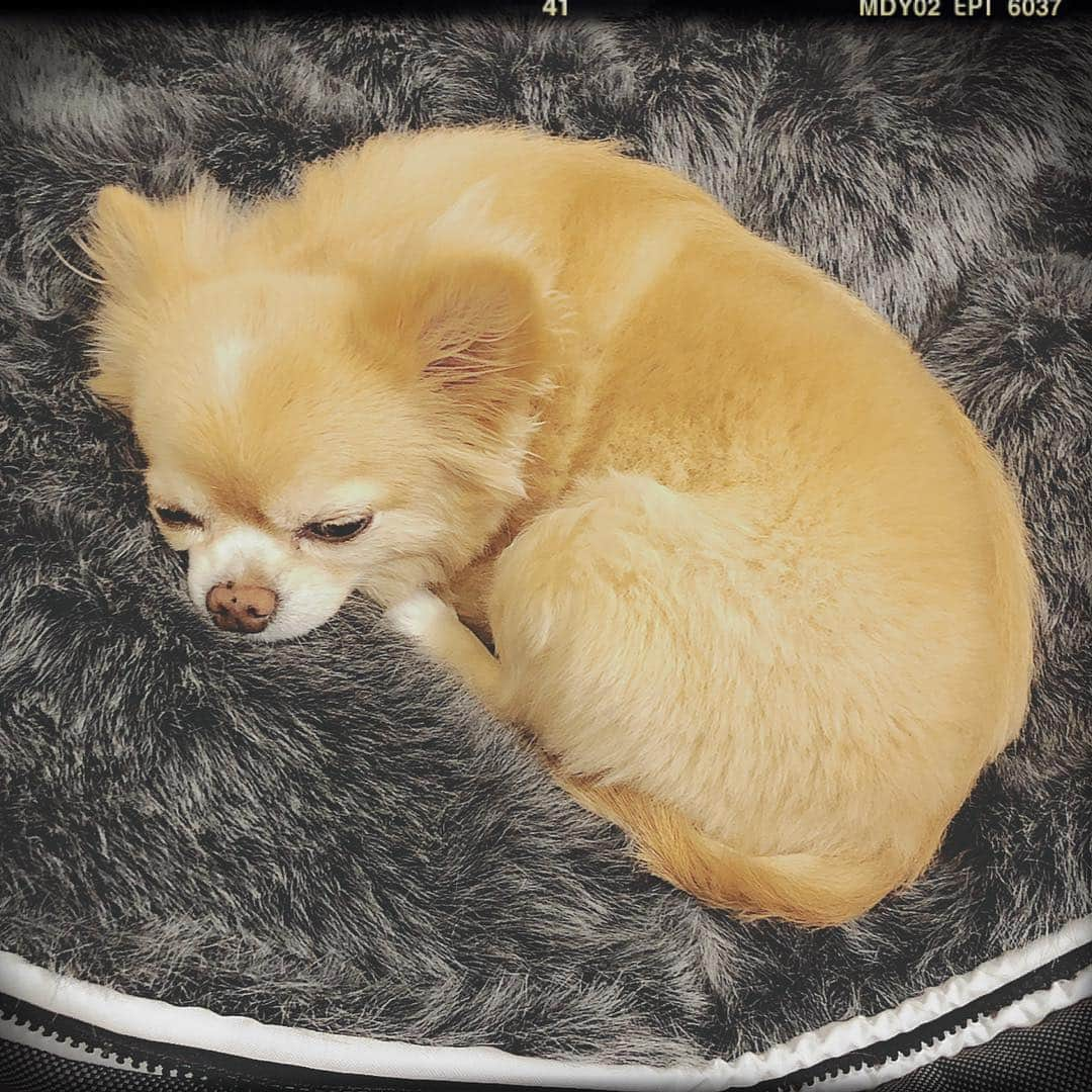 HISASHIさんのインスタグラム写真 - (HISASHIInstagram)「かきふらいじゃないよ。けいおん！はすきだけど！ど！ #chihuahua #qoo」1月28日 0時04分 - hisashix