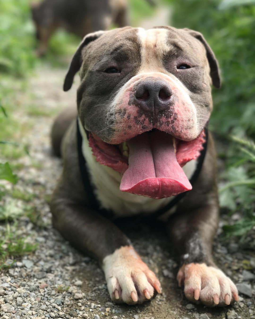 STYLISH ANIMALSのインスタグラム：「I work hard for this body 👅 Happy Sunday Funday 😊」