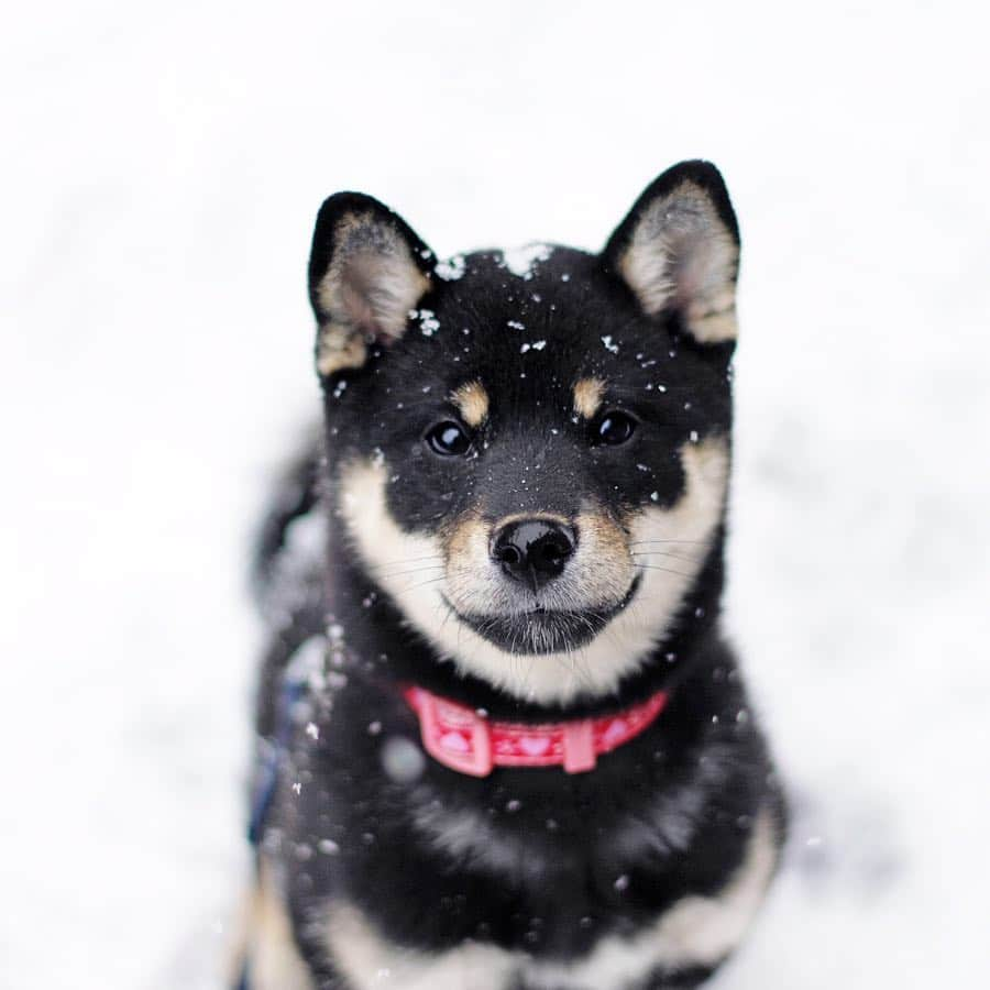 黒柴みくさんのインスタグラム写真 - (黒柴みくInstagram)「❄︎ 2019.1.28 ㊊ ❄︎ ✧︎ 雪ん子パピーみく ฅˆ•ﻌ•ˆฅ❄️ 生後3ヶ月🐶🍼 マズルが太くてアヒル口〜🐥 ✧︎ 初めての雪はお散歩デビューの前だったから、庭のデッキで遊んだよ。懐かしいな〜☺️ ✧︎ @shibainu_non のんちゃんの #みんなでつくる48puppyフォトブック に応募します✨ 「みんなでつくる48smile 」に載せてもらって、届いたフォトブックでみんなの笑顔見てめちゃ感動😂✨ ✧︎ パピーフォトブックもご縁がありますように🥰 りなはどの写真にしようかな〜。 @shibainu_non のんちゃんとこに、どんな写真だと採用されるか、ノウハウも載ってるから、ぜひチェックしてみてね〜💕 ✧︎ ✧︎ ✧︎ #黒柴みく #柴犬パピー #柴犬仔犬 #柴犬子犬 #shibainupuppy  #黒柴 #kuroshiba #shiba #shibalove #shibadog #しばいぬ #柴 #shibamania #柴犬マニア #ふわもこ部 #thedailyshibainu #🐕📷 #shibalovers #instashiba #shibagram #shibe #黑柴 #shibainugram #theshibasociety #日本犬 #shibastyle #시바견  #barked #みくりな201901」1月28日 8時17分 - 9648miku