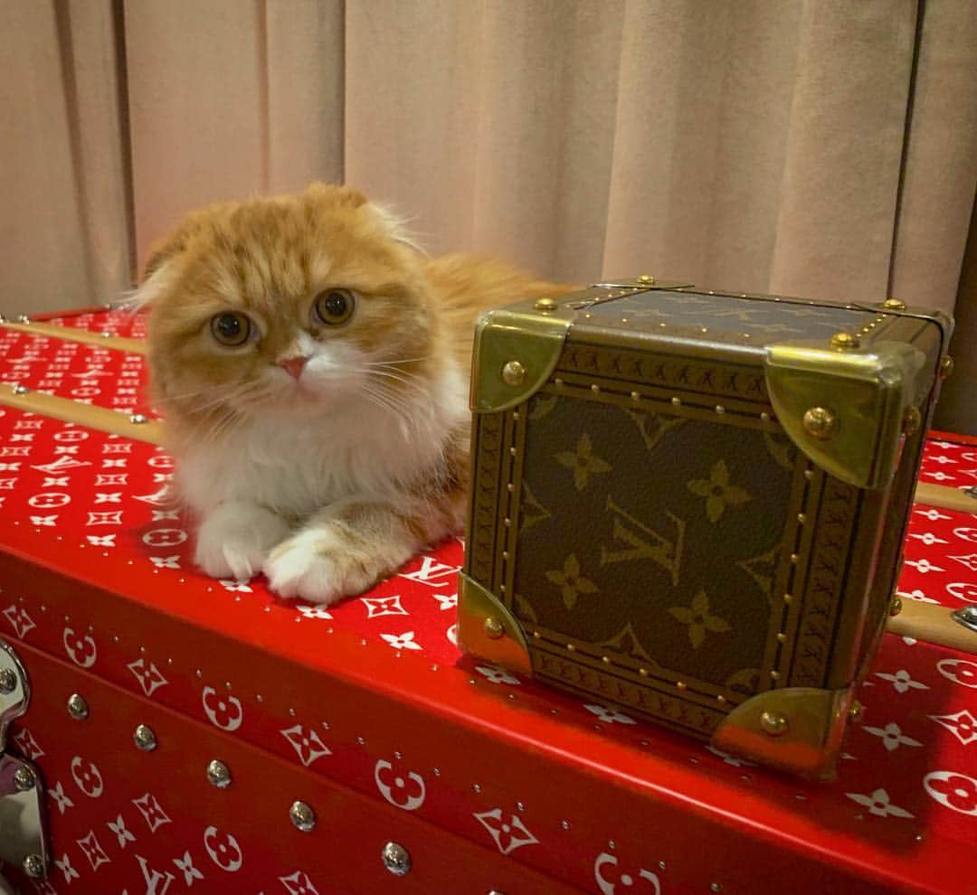 HIKAKINのインスタグラム：「ちょこんと、もふこ  #かわいい #もふこ #猫」