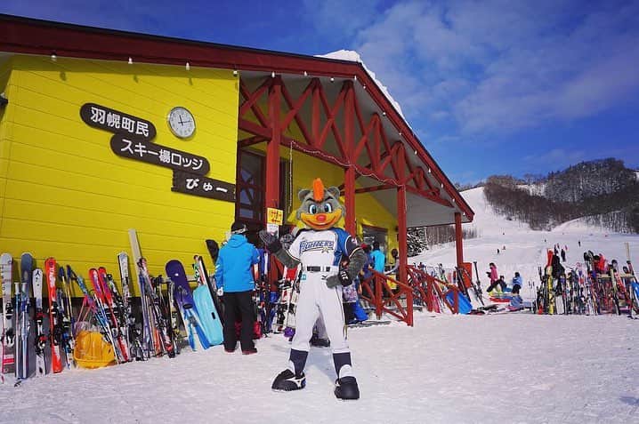 北海道日本ハムファイターズ フレップさんのインスタグラム写真 - (北海道日本ハムファイターズ フレップInstagram)「. 道北の羽幌町へ、スキー場のお祭りで行って来たよ！ マイナス10℃を下回る極寒の中だったけど、地元の人達がみんな笑顔で癒されました🎵 こういう地域のイベントって、なんだかほっこりするんだよね😊 …あ、ちなみに今日は時間も限られてたんで滑らなかったけど、2月にゆきのね奨楽金のスキーイベントで利尻に行くんで、クロカンだけじゃなくてアルペンスキーも練習しとかないとね（笑）。 by B☆B #lovefighters #驀進 #羽幌町民スキー場びゅーまつり #BB212」1月28日 17時30分 - frep_the_fox