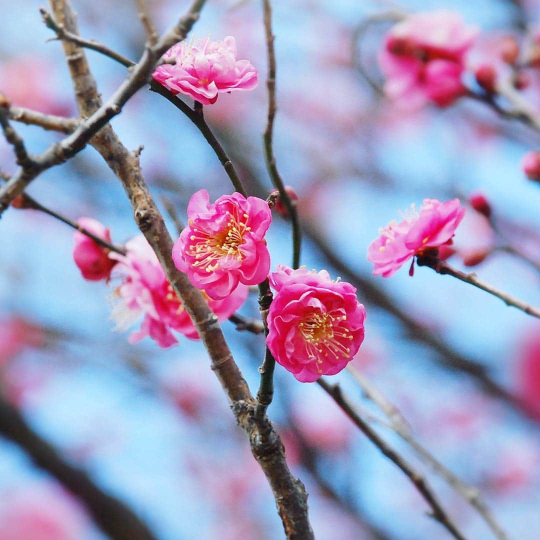のインスタグラム：「先週、東京では梅の開花宣言がありました。例年より早いようです。 春の訪れを感じますね。 . . . #ヤクルトのスムージー #ヤクルトのケールスムージー #ヤクルト #スムージー #グリーンスムージー #スーパーフード #ケール #日常 　#キレイをかしこく　#梅　#梅の花　#開花宣言　#春の訪れ #yakult #smoothie #kalesmoothie #greensmoothie #kale #soymilk #instafood #foodstyling #foodstagram」