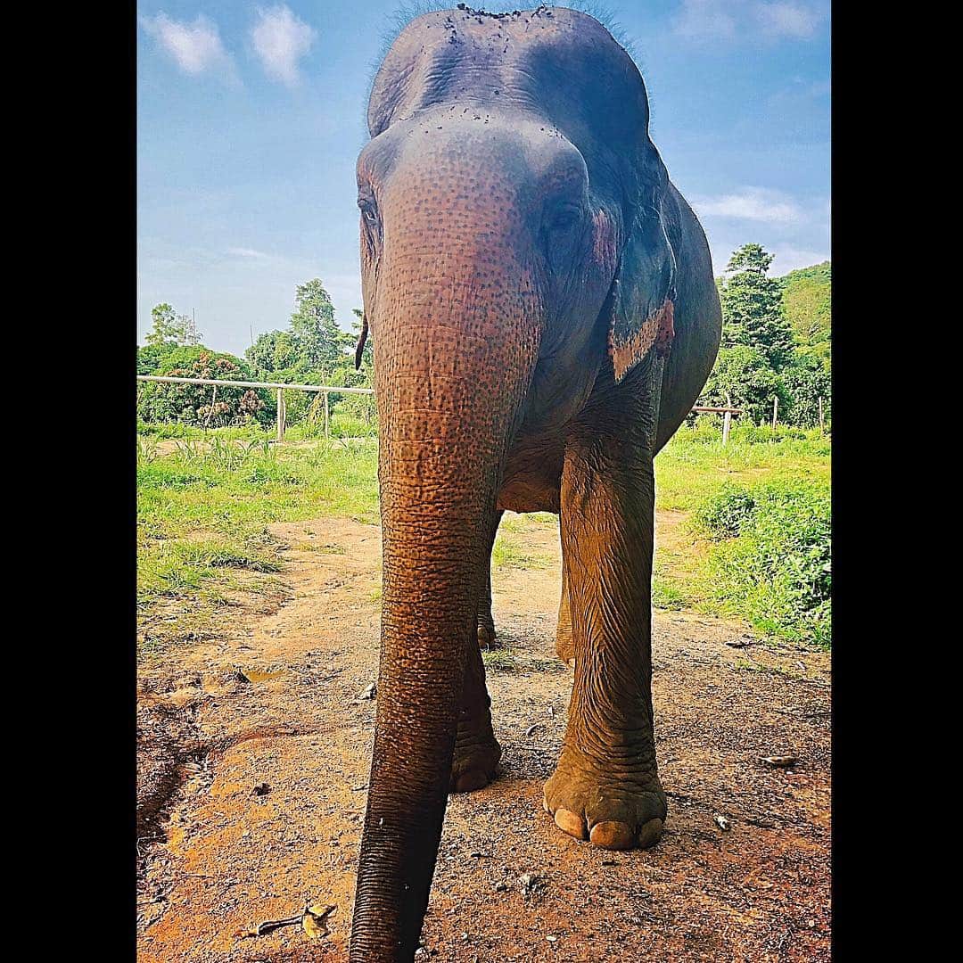 サッシャ・ジャクソンさんのインスタグラム写真 - (サッシャ・ジャクソンInstagram)「Thank you @samuielephantsanctuary for your incredible work in saving/protecting/loving these enormous, gentle spirits. Such a life changing experience that I struggle to find the words. The connection and love between the wonderful staff/carers at this ethical and respectful sanctuary is undeniable. . . We laughed and laughed together and met some awesome people to share the journey with. . . Horrifying to hear the awful history/present of so many elephants tortured by the tourist attractions (despite the “we’re humane here” protests... 😢) and to be reminded that the main predator of these beautiful giants in the wild... IS HUMANS. They say “elephants never forget” well, I hope these and so many others learn to and just live the rest of their lives with happy and loving memories instead of painful ones. And, as reiterated time and time again, I hope we can all always remember that the only way to change the abuse of these sensitive and stunningly intelligent souls is to change the way tourists/humans think of/interact with them. I feel so so lucky to have experienced this and cannot wait to come back again. Thank you beyond words SAMUI ELEPHANT SANCTUARY ANGELS https://www.samuielephantsanctuary.org  xox 🙏🏻🥰🐘🐘🥰😍🐘🥰😍🙏🏻👏🏼 . . VIDEO AT THE END 🐘🎥🎞🥰 . . #amazing #elephant #elephants #savetheelephants #bekind #lifechanging #experience #thailand #kohsamui #awesome #spirit #truth #animals #nature #gift #wild #safe #protect #world #peace #gratitude #knowledge #forward #love and #change」1月28日 19時17分 - thesashajackson