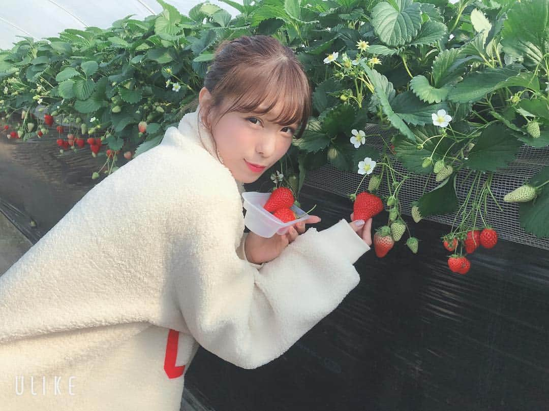 小嶋菜月さんのインスタグラム写真 - (小嶋菜月Instagram)「🍓🍓🍓」1月28日 20時36分 - kojimanatsuki_offical