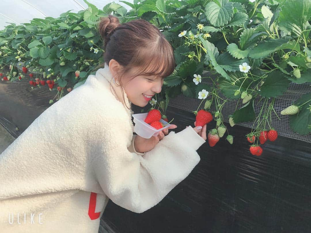 小嶋菜月さんのインスタグラム写真 - (小嶋菜月Instagram)「🍓🍓🍓」1月28日 20時36分 - kojimanatsuki_offical