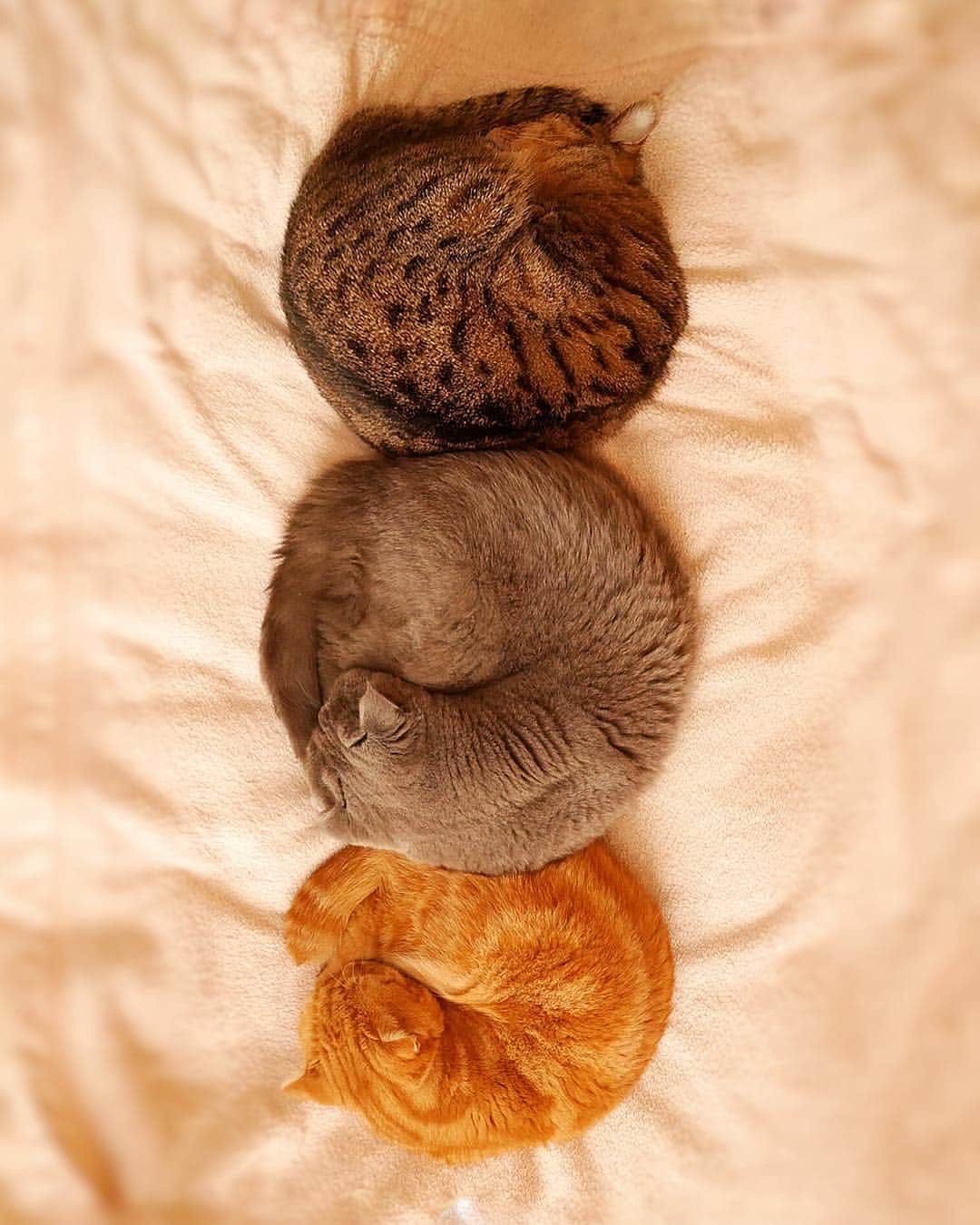 ashmiemuのインスタグラム：「Cuddling and snuggling with my brothers. . あたたかいね」