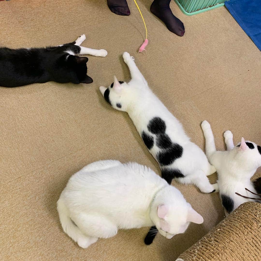 大石真翔さんのインスタグラム写真 - (大石真翔Instagram)「DDTファンクラブ限定イベント『やっぱり猫が好きツアー2019』でしたよ！ みんなでねこさん達と戯れるだけの素敵なイベントでした。 毎月やりたい！ #ddtpro」1月29日 11時33分 - 014mako10