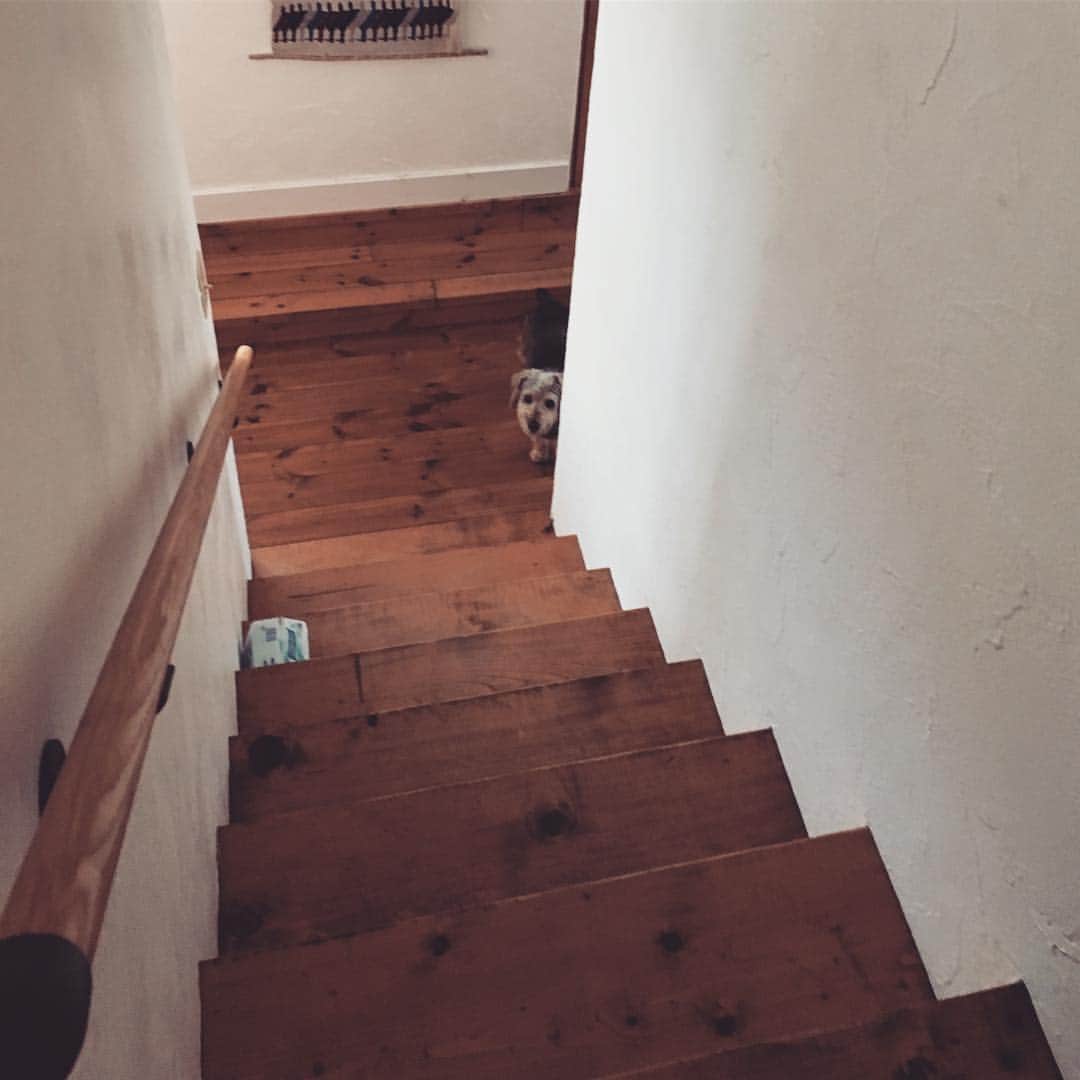 澤口麻理のインスタグラム：「…👀 #dog#🐶」