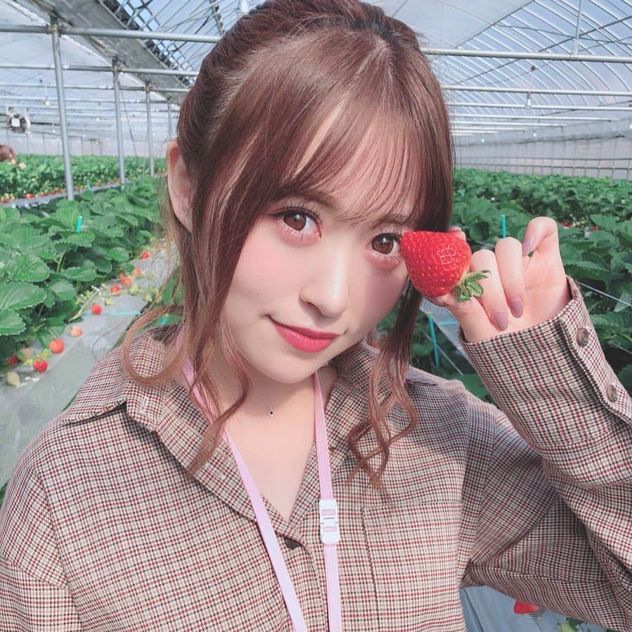 冨吉明日香のインスタグラム：「. いちご狩り🍓🍓🍓 . 3年前くらいに番組のロケで来てから お世話になっている #白木のいちご #しあわせもん さんに今年も☺︎ . 甘くて美味しかった〜いっぱい食べた☺︎ . . #いちご狩り #イチゴ狩り #🍓」