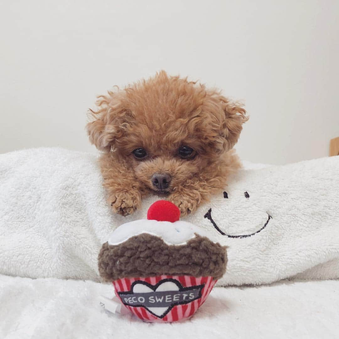 ふわさんのインスタグラム写真 - (ふわInstagram)「#toypoodle#toypoodlegram#dogsofinstagram#instadog#dog#fuwamama#ふわもこのふわ#ふわ#トイプードル#ふわもこ部#犬バカ部#親バカ部#pecobox#バレンタイン#かぶりつきたい…」1月29日 19時34分 - huwayama