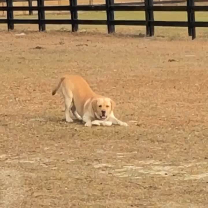 Huckのインスタグラム：「My humom was trying to feed the horses this morning but I wanted her to pay attention to me instead. I think it worked 😎🤣🐾 #lifeofhuck #thebest #barndog #talesofalab #yellowlab #labradorretriever #labrador_class #labsofinstagram #instalabs #worldofmylab #retrievergram」