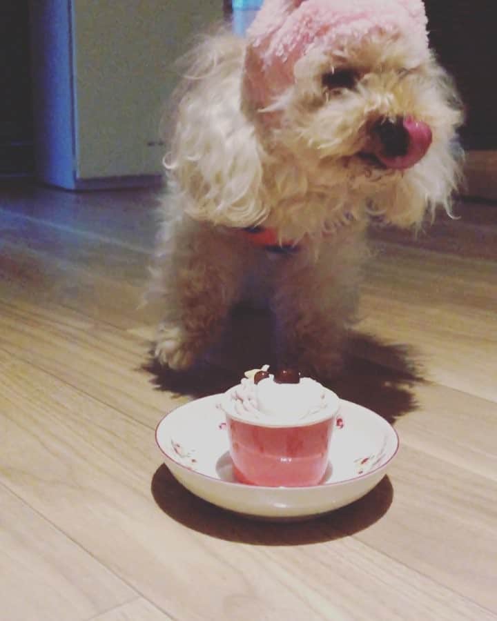 小山田みずきのインスタグラム：「バタバタ過ぎてアップ出来ずでしたが、１月24日は愛娘ひなの11歳のお誕生日♪ ケーキが待ちきれず、ハッピーバースデーの歌の間も泣き叫ぶひなw 元気に今年もお誕生日を迎えられた事に感謝です。  #cute #sweet #happy #birthday #happybirthday #11th #11歳  #ひな #愛娘 #トイプードル #犬 #dog #toypoodle #誕生日 #ケーキ #cake  #湘南 #湘南ライフ #fashion #beauty #makeup #actress #actresslife #model #modellife #follow #followme」
