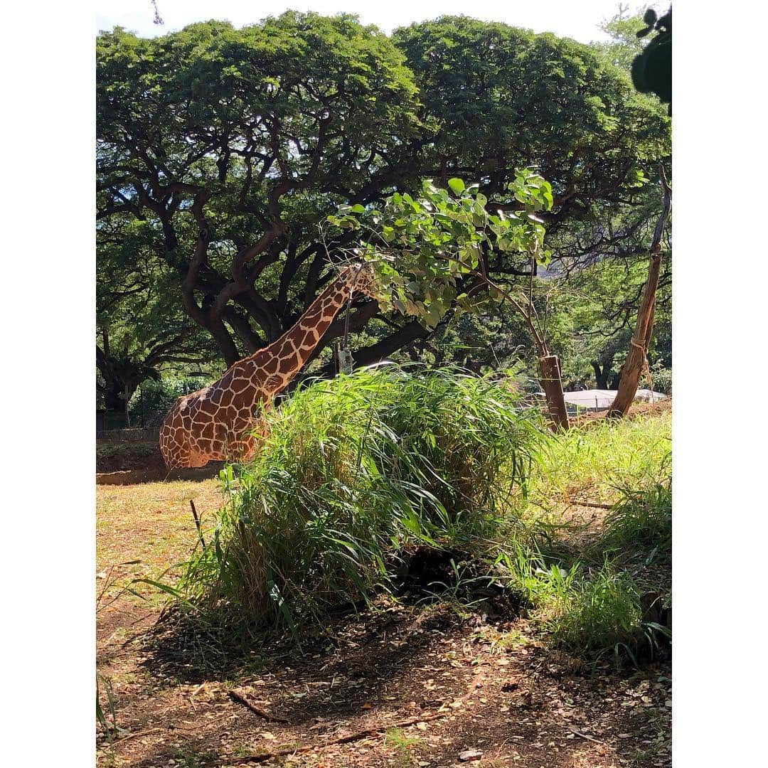 森麻季さんのインスタグラム写真 - (森麻季Instagram)「写真整理中 ハワイの思い出part?  #honoluluzoo  #ホノルル動物園  #なにげに初めて行きました  #象やトラとかはこの日おらず #見たかったな #キリンいたよ#シマウマいたよ #息子がわかるようになったらまた行こう #ハワイの思い出まだまだお付き合いください #生後8か月 #8monthsold  #ハワイ旅行 #家族旅行 #子連れハワイ #hawaii」1月30日 21時53分 - maki.mori_m