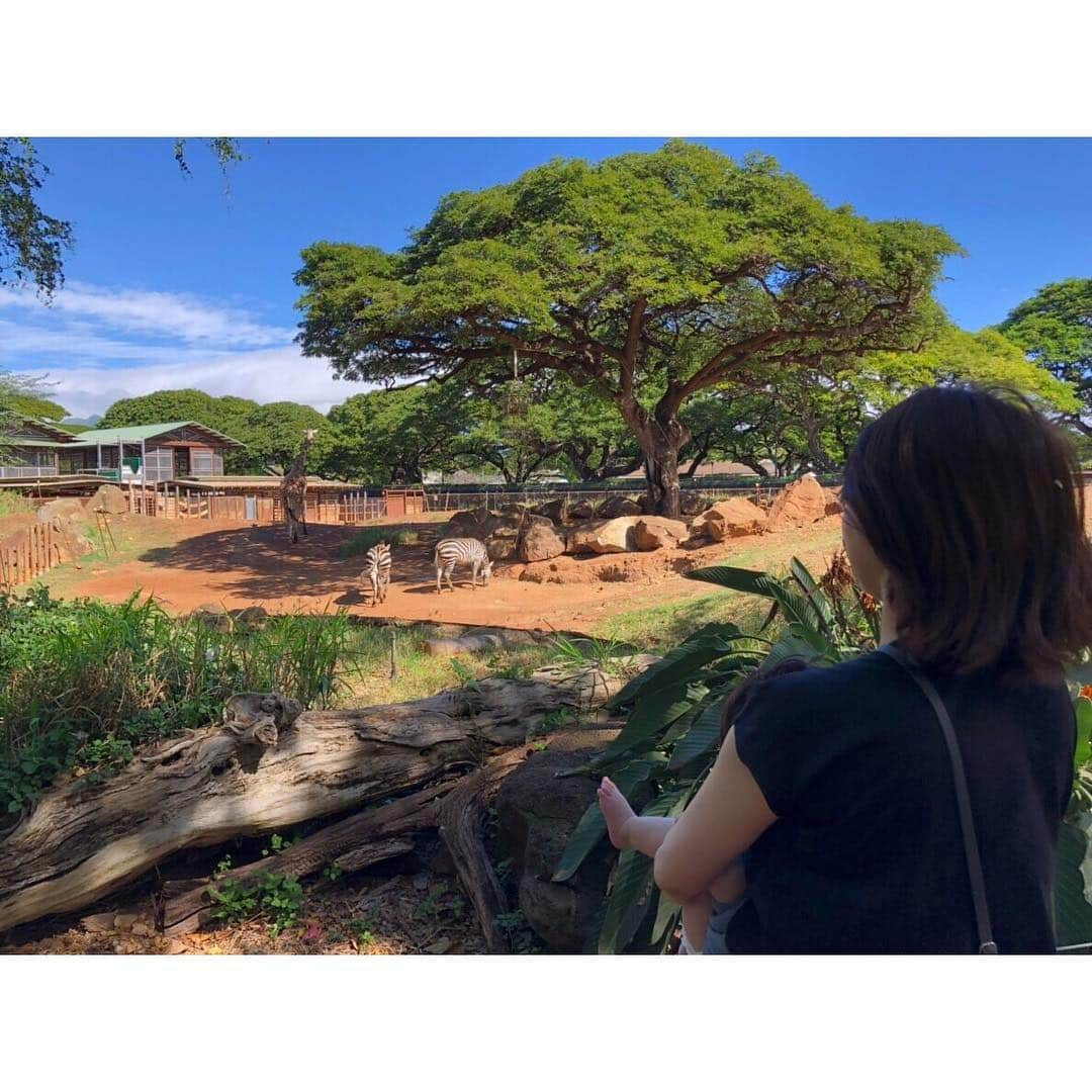 森麻季さんのインスタグラム写真 - (森麻季Instagram)「写真整理中 ハワイの思い出part?  #honoluluzoo  #ホノルル動物園  #なにげに初めて行きました  #象やトラとかはこの日おらず #見たかったな #キリンいたよ#シマウマいたよ #息子がわかるようになったらまた行こう #ハワイの思い出まだまだお付き合いください #生後8か月 #8monthsold  #ハワイ旅行 #家族旅行 #子連れハワイ #hawaii」1月30日 21時53分 - maki.mori_m