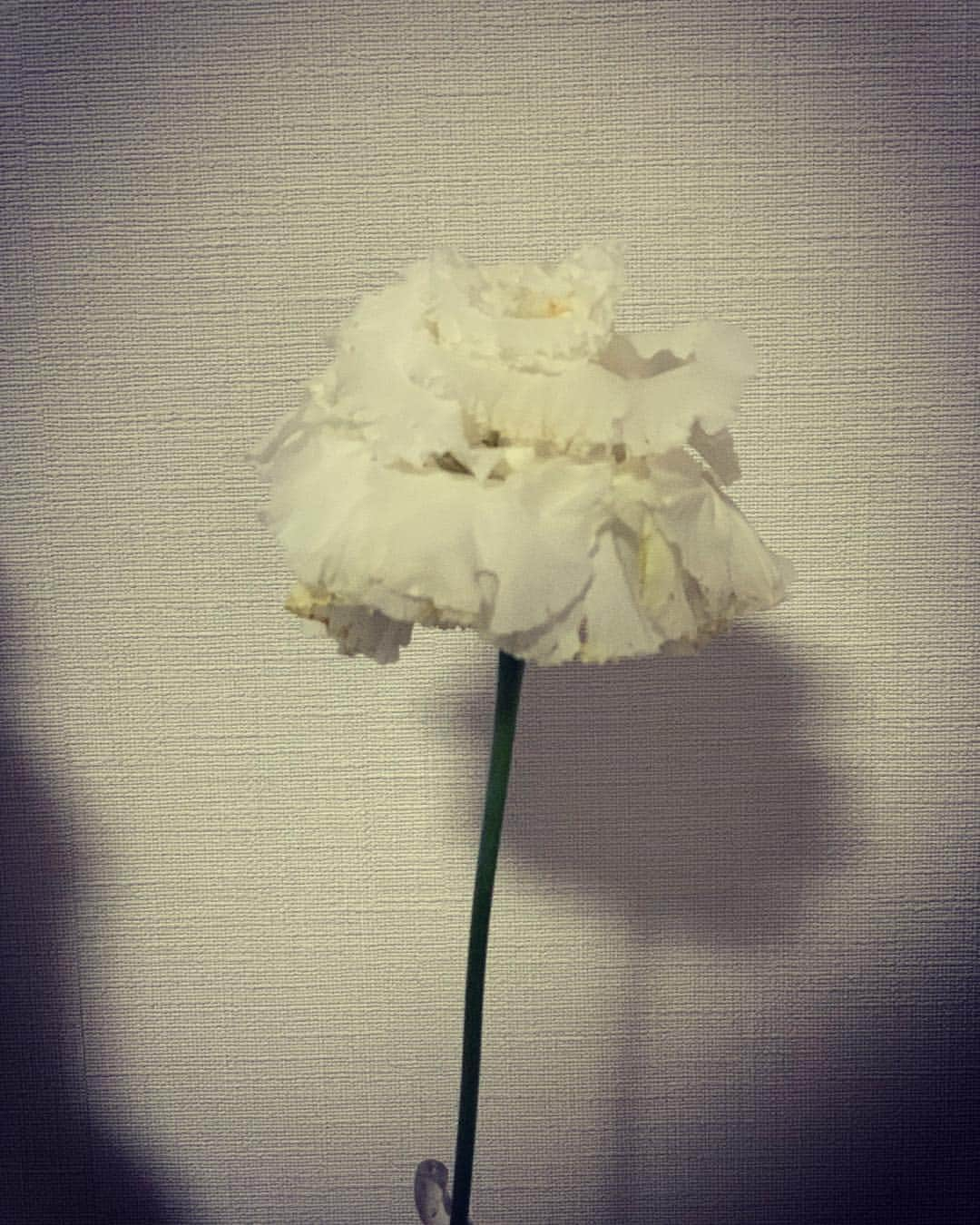 藤咲えりさんのインスタグラム写真 - (藤咲えりInstagram)「今萎れてるけど・・・ 20日間は花開いてた。凄い生命力！  #一輪挿し#トルコ桔梗」1月30日 23時47分 - eri_fujisaki91