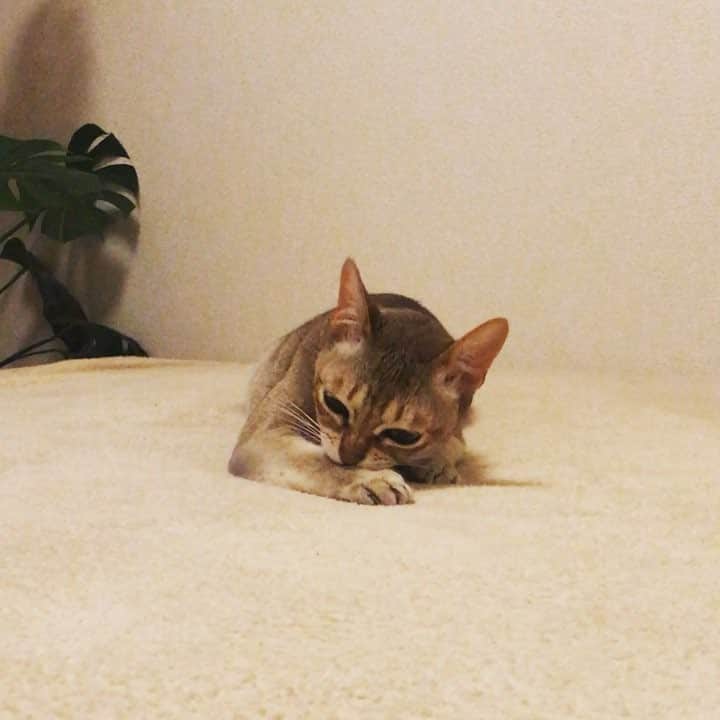 古谷恵のインスタグラム：「うでうまい #cat#猫#singapuracat#シンガプーラ#大豆」