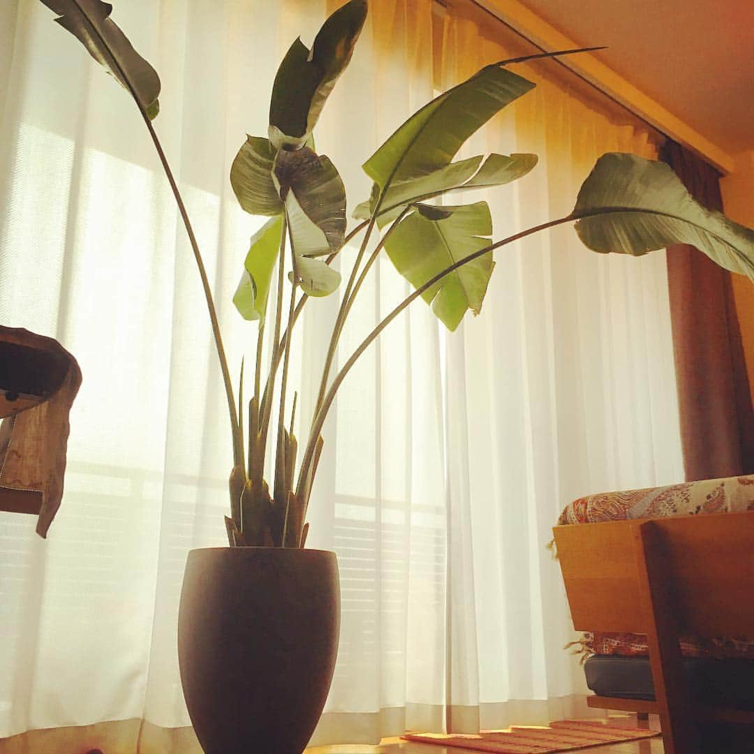 上野樹里さんのインスタグラム写真 - (上野樹里Instagram)「植木鉢が割れた次の日、無事に新しい鉢に植え替えました🌱 買ってきた鉢の高さが足りるかギリギリだったけど、 下3分の1に発泡スチロールの角切りがたくさん入っていたので根っこを切ったりしながら取り省いたら少し低くなって、新しい鉢の高さに程よく収まりました！ただ土の乾きが遅いので、もっと底に石を多めに入れればよかったなぁ😅根腐れしないように気をつけます😉❗️ あ、あとアスマート連載更新しました、インスタプロフィールからどーぞ。  #観葉植物」1月31日 15時30分 - _juri_art_