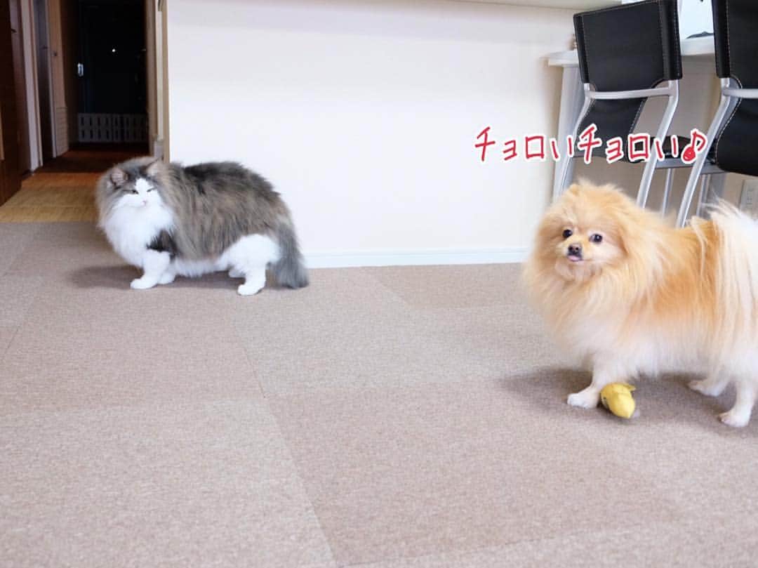 Hanaさんのインスタグラム写真 - (HanaInstagram)「* ブログしてます♪ プロフィールから飛べます🚀 http://kedamakyoudai.blog.jp/ * #swipe してね👉 #スワイプ * #猫漫画#漫画#犬漫画#マンガ #NorwegianForestCat#Pomeranian#pom#catlover#doglover#dogs#cat#Japanmanga#Kawaii#fluffy#pom#fluffydog#catsofinstagram#dogsofinstagram#fluffycat#ノルウェージャンフォレストキャット#ポメラニアン#pecoいぬ部#ペコねこ部#にゃんすたぐらむ#ねこすたぐらむ#猫好きさんと繋がりたい#もふもふ#４コマ漫画」1月31日 18時24分 - mofu2family