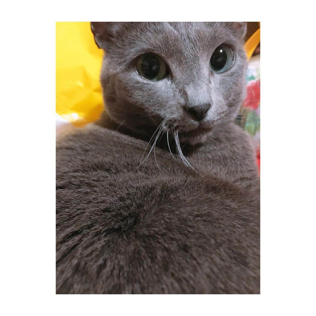 若村柚那のインスタグラム：「Happy 4th Birthday Alo🐾🐈💍💓✨ 2019/01/26  #birthday #russianblue #cat #meow #kitty #neko #catstagram #cutecat #smartcat #love #4th #instacat #ilovemycat #ロシアンブルー #猫 #ねこ #20190126 #model #actress #japan #japanese #whisker #blueeyes #gray」
