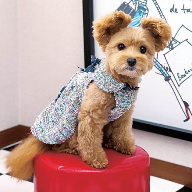 25ans SHOPのインスタグラム：「#エレdogのお部屋拝見  本誌1月号に掲載のエレdogソサエティがオンラインでもご覧いただけます。 エレdogブログ「モコの毎日」でおなじみのモコちゃんのお部屋に潜入❣️ Photo:AYAKO HACHISU  http://www.25ans.jp/lifestyle/focus/dog_190201_vc/」