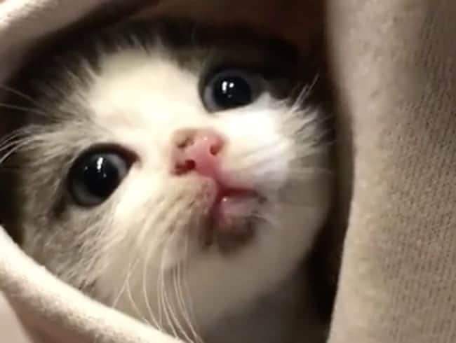 PETomorrowのインスタグラム：「寒い日はこれ。  #ポケットに猫が入ってたよ　#子猫　#カイロ　#寒い #雪 #Cats #catstagram #petomorrow」